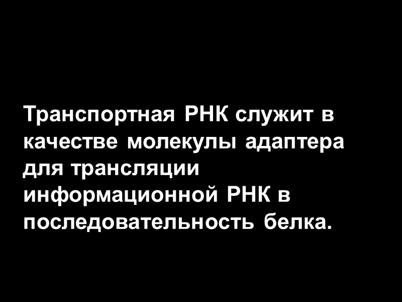 Транспортная РНК служит в качестве молекулы адаптера для трансляции информационной РНК в последовательность белка.